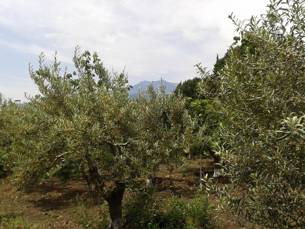 Villa Etna Piedimonte Etneo Dış mekan fotoğraf